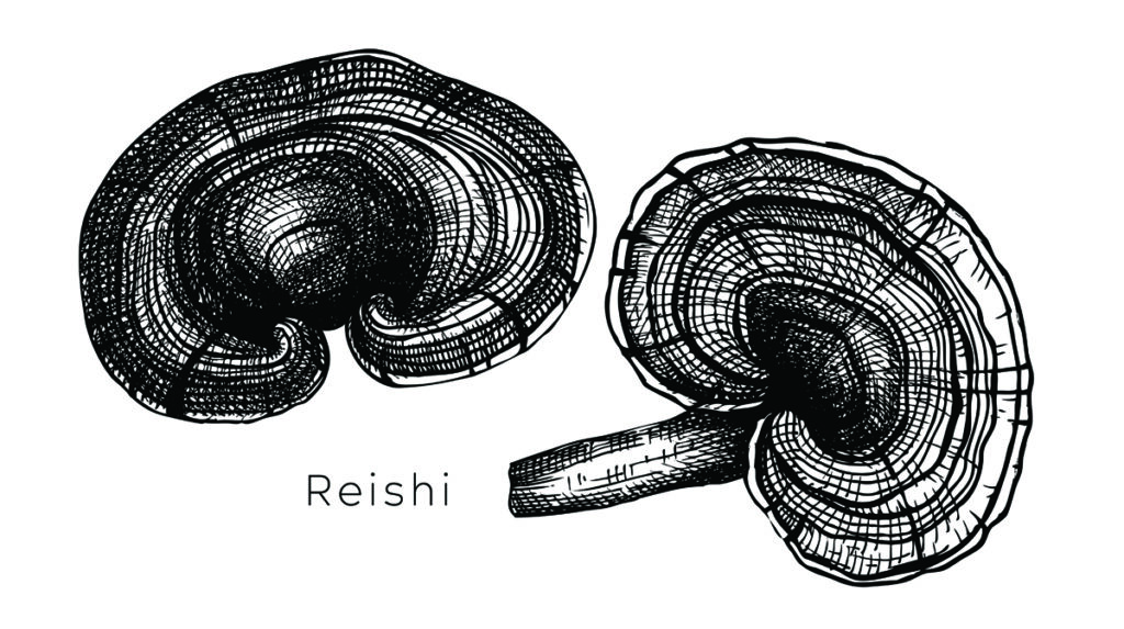 Reishi mushroom